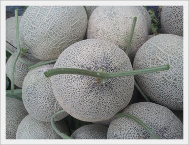 [Fruit-vegetables] Musk Melon for Export Made in Korea